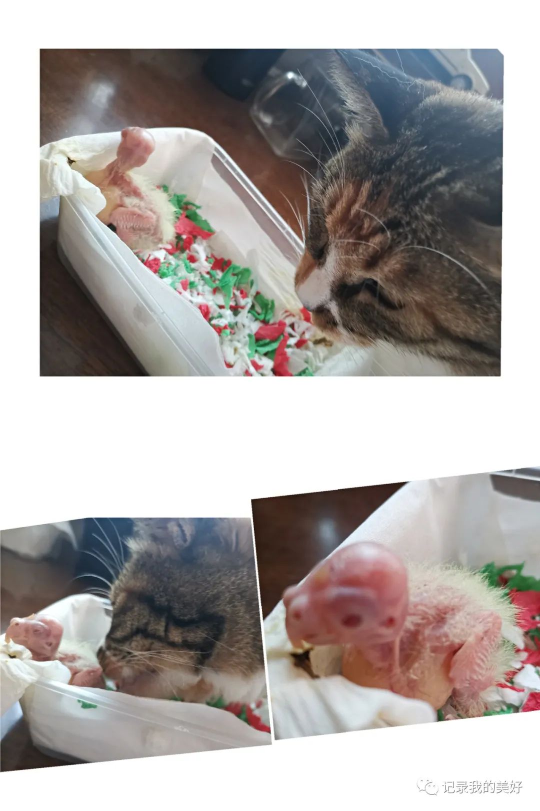 玄凤鹦鹉多少一对,玄凤鹦鹉养成记5