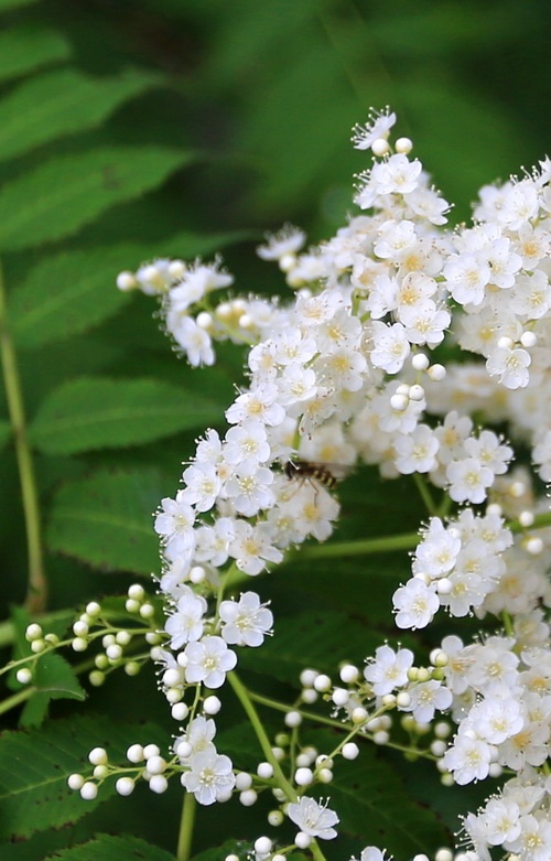 视觉盛宴五种赏花名花供您选择,春天十种最美的花介绍