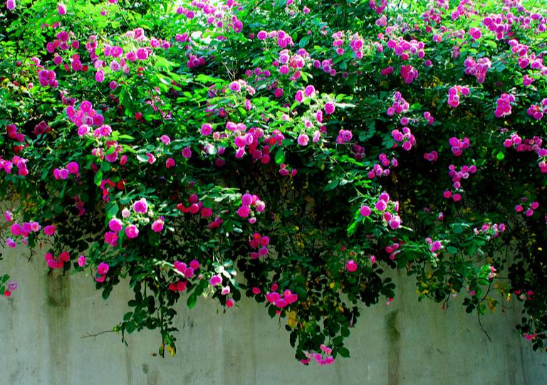 闲适诗15首经典,最有趣的六首诗让人从头笑到尾