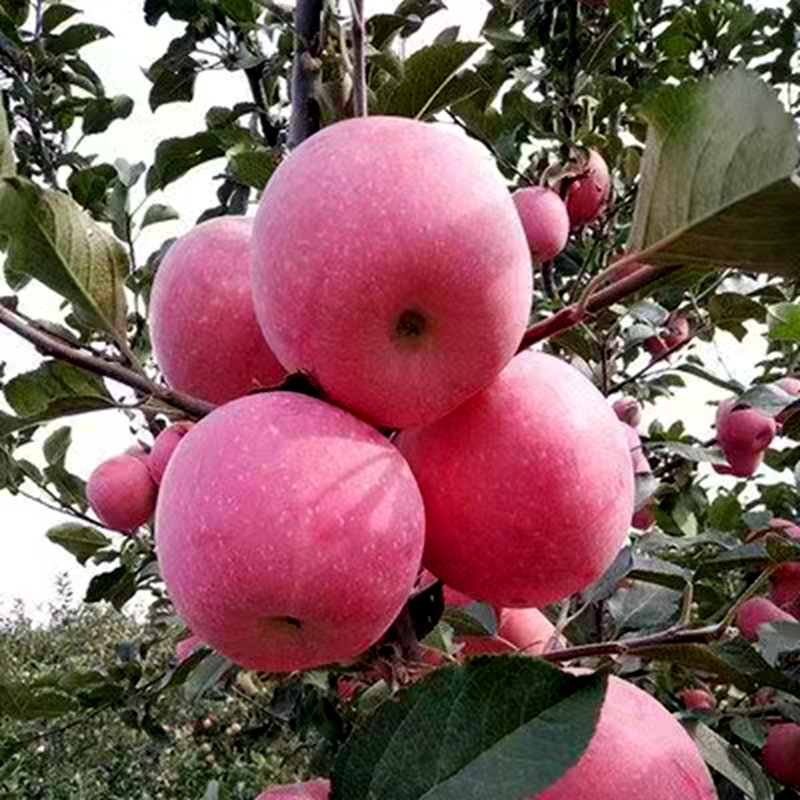 一腔故乡情，敢教荒山换新颜——记武山县优秀返乡创业者安小斐