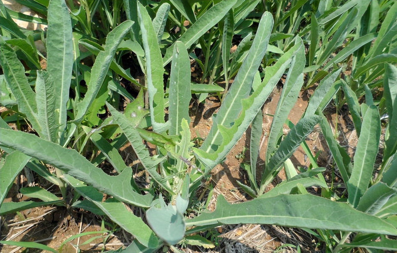 春天挖野菜图片大全,最全野菜图集63种野菜大图鉴