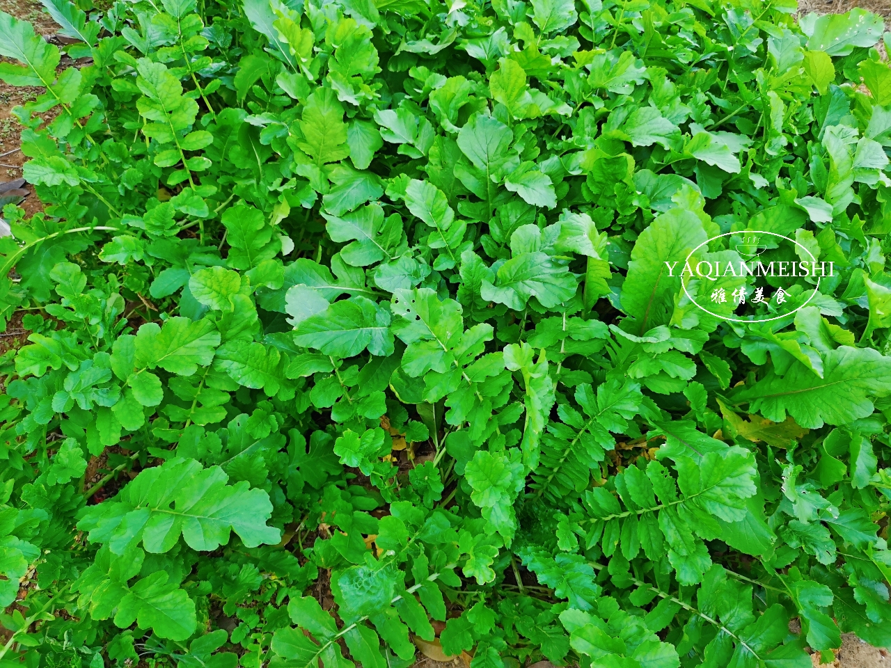 中老年人吃的钙片易吸收,中老年人吃钙片功效