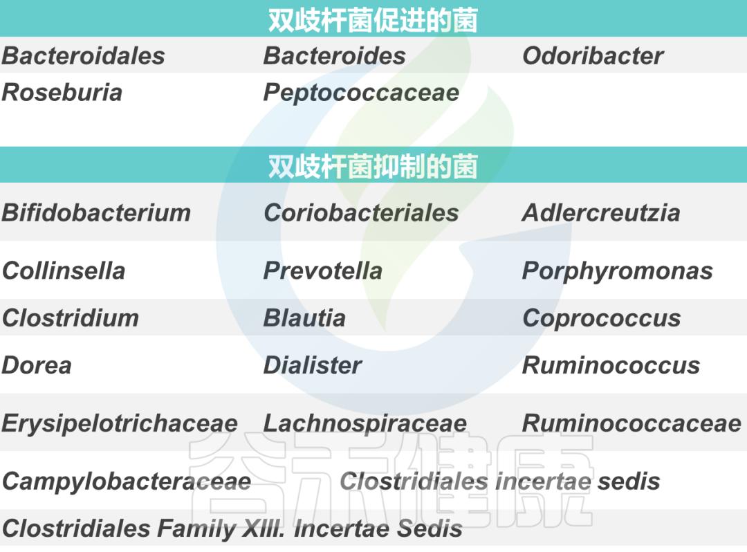 肠道双歧杆菌的功效及作用,双歧杆菌属于肠道的有益菌吗