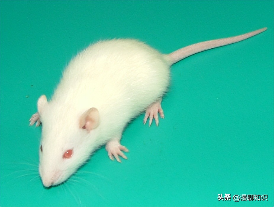 Sprague-Dawley大鼠是什么？关于它胃肠道微生物区系的研究