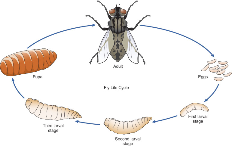 为啥身上会长蛆虫,人身上有蛆虫是什么原因