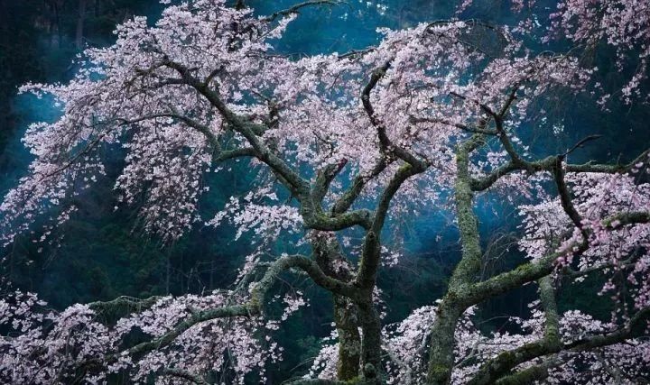 100首关于春的古诗词美到令人窒息,关于描写春的经典古诗词