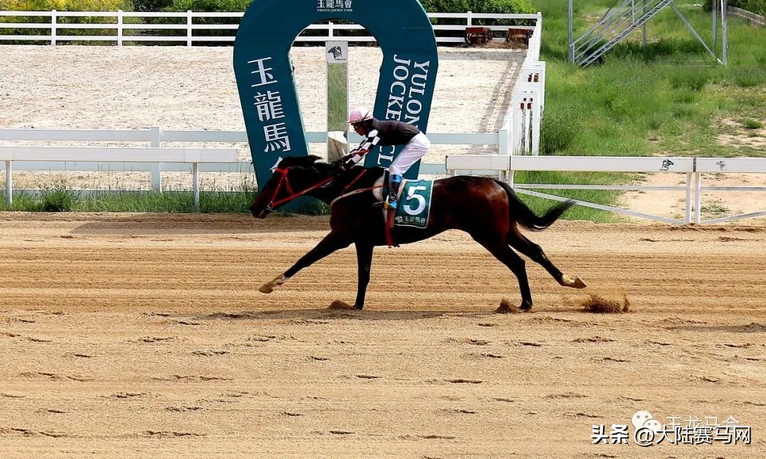 两匹2岁国产马千米跑进1分05秒！2023玉龙第7赛事日战报出炉