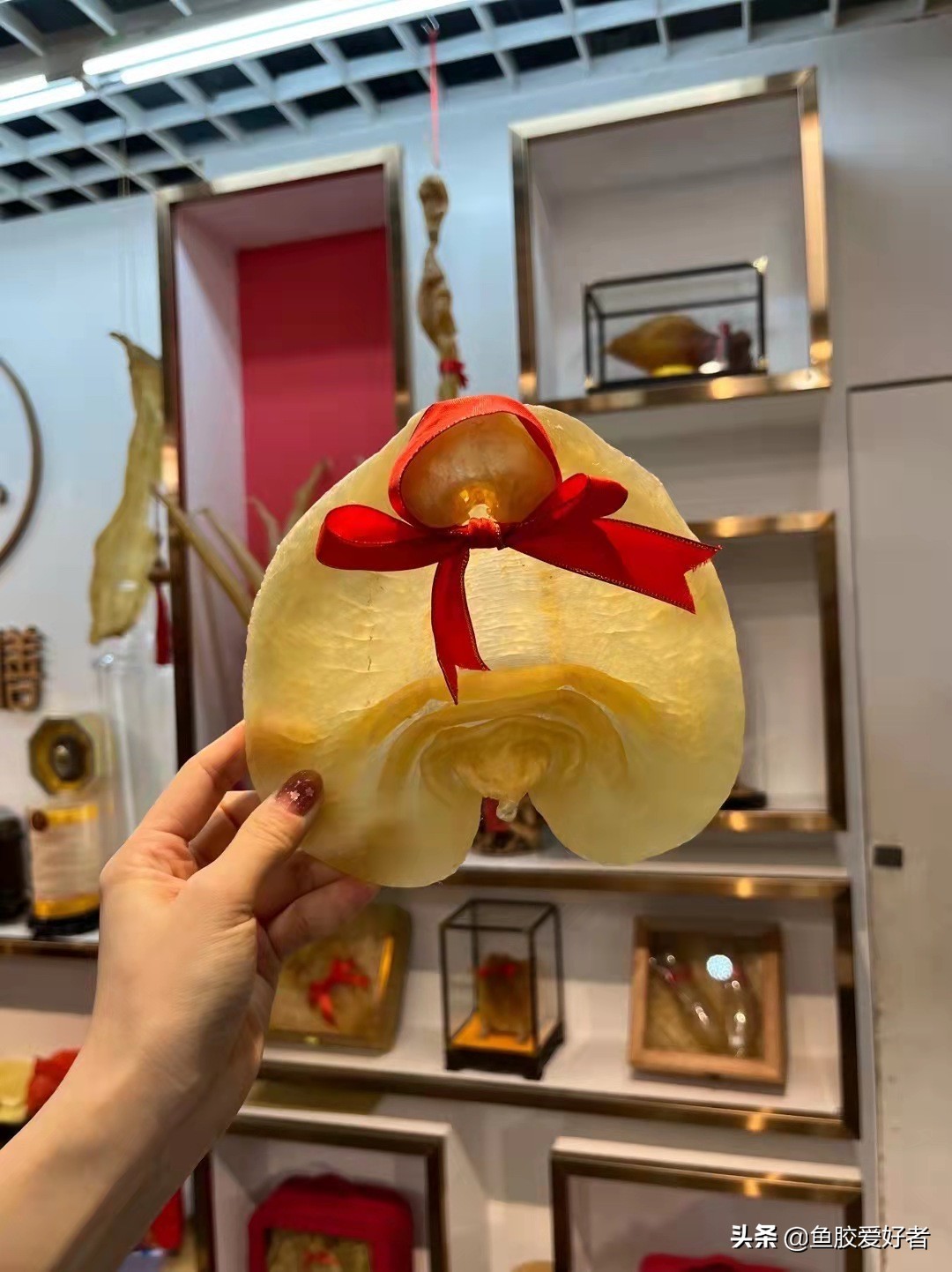 收藏版：全网最全的鱼胶品种，鱼胶品种这么多，你都认识吗？