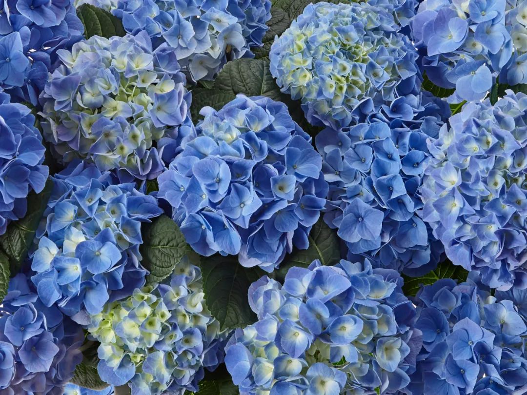 身边一抹蓝,最美蓝色绣球