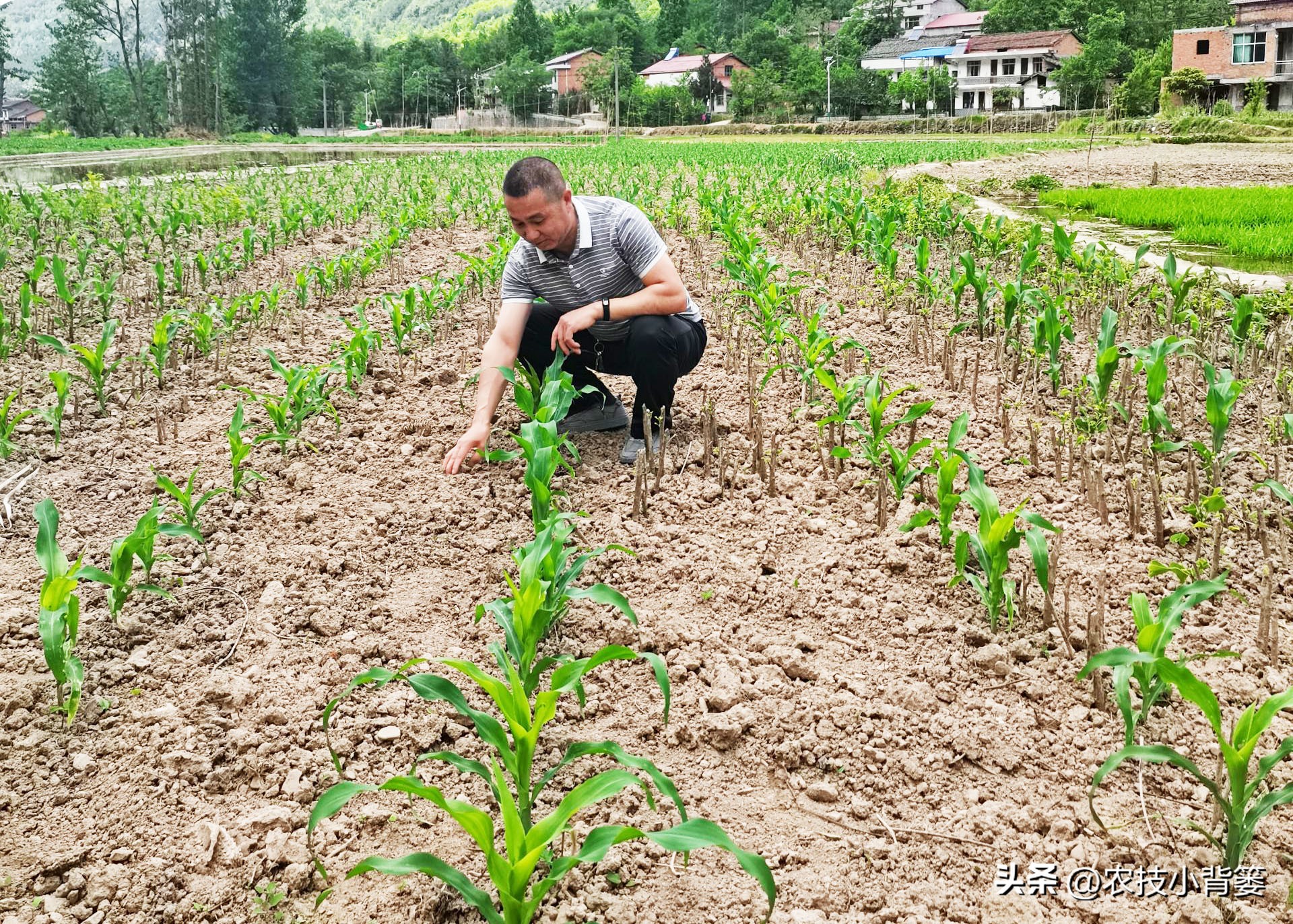 粗缩病玉米叶鞘症状图片,玉米粗缩病什么时间防控最合适