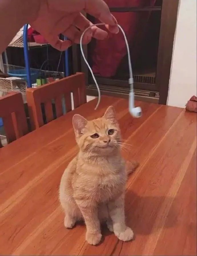 养猫不能不知道的这几件事,养猫最经常遇到的16个问题详解