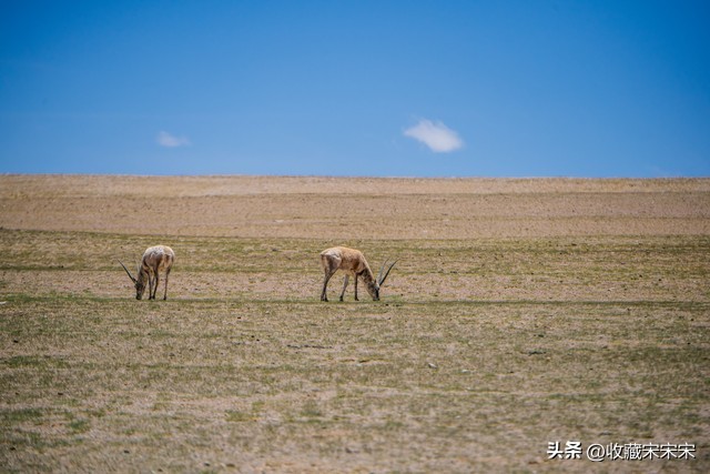 珍稀野生动物特种纪念币首枚图案,你收藏过邮票吗