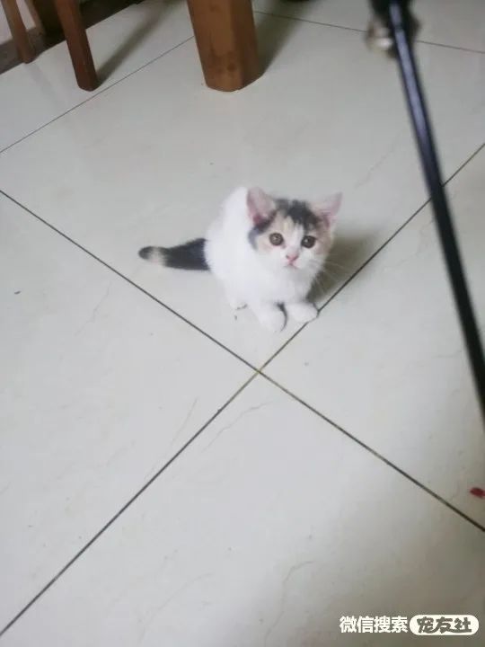 同城附近宠物店领养*养送**平台, 无偿幼猫咪狗狗救助-1231宠友社