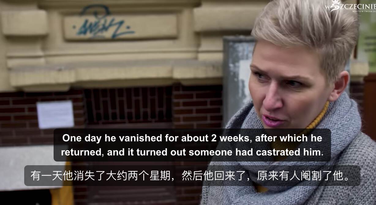 一只流浪的肥猫,波兰一流浪猫成5星旅游景点