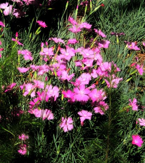 5月至7月有哪些花开,6月有哪些花开