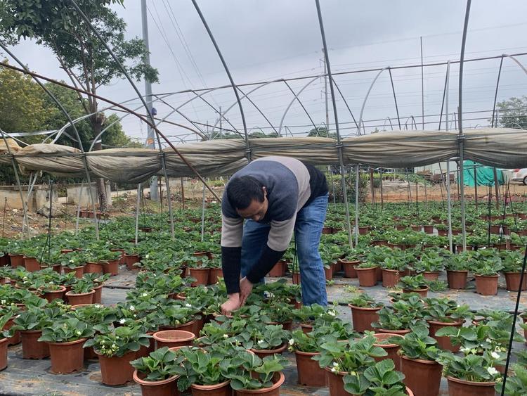 供销社打造服务三农新载体,供销社农业社会化服务创新案例