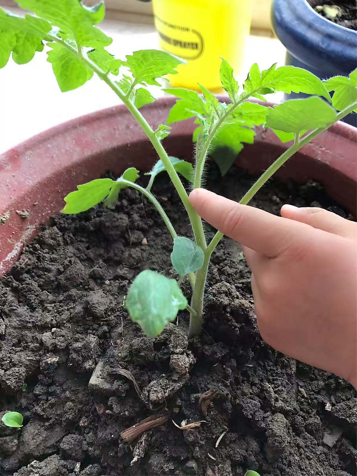 阳台种菜的100种方法,阳台种菜的正确方法大全