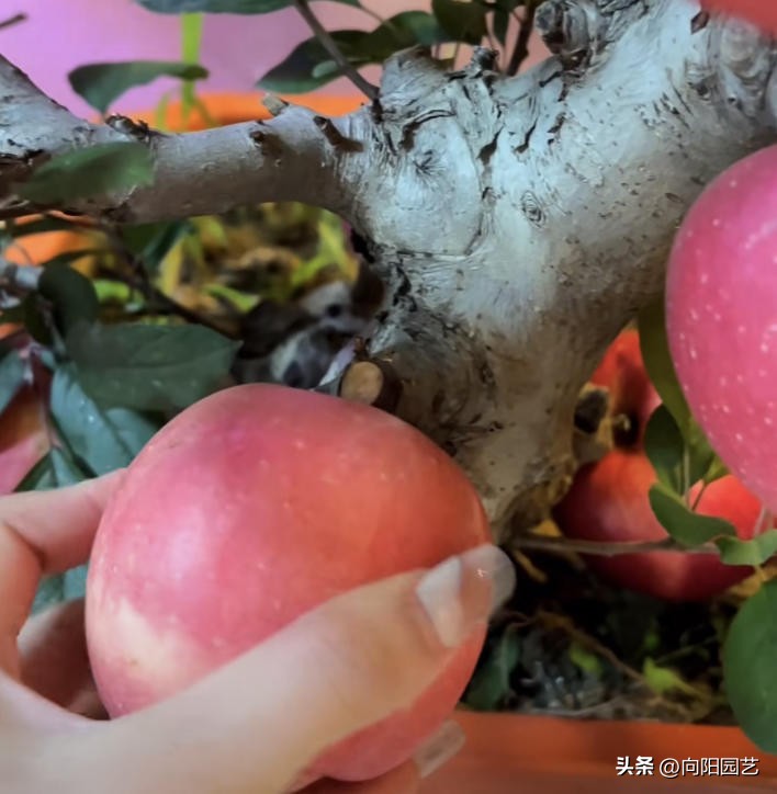 家里苹果果树盆栽,30块买的苹果盆栽