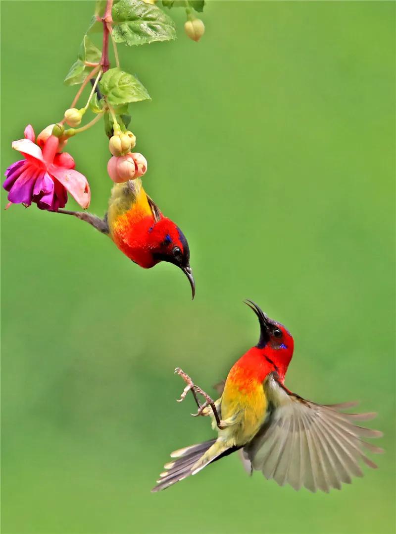太阳鸟花的图片,太阳鸟精彩图片