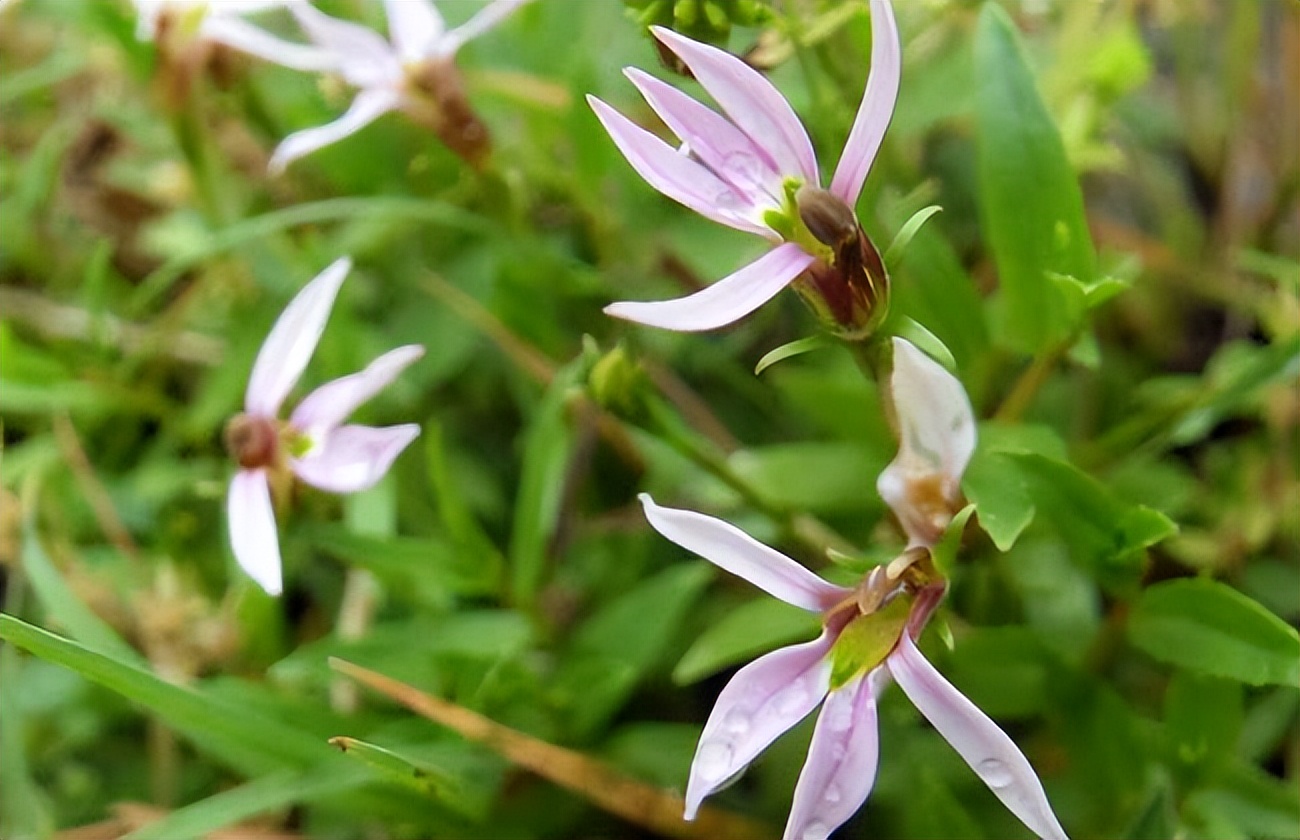 被毒蛇咬伤后救治,湘潭毒蛇咬伤救治
