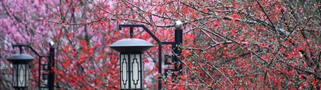 祝贺！绵阳南山中学王小波老师荣获绵阳市“先进工作者”荣誉称号