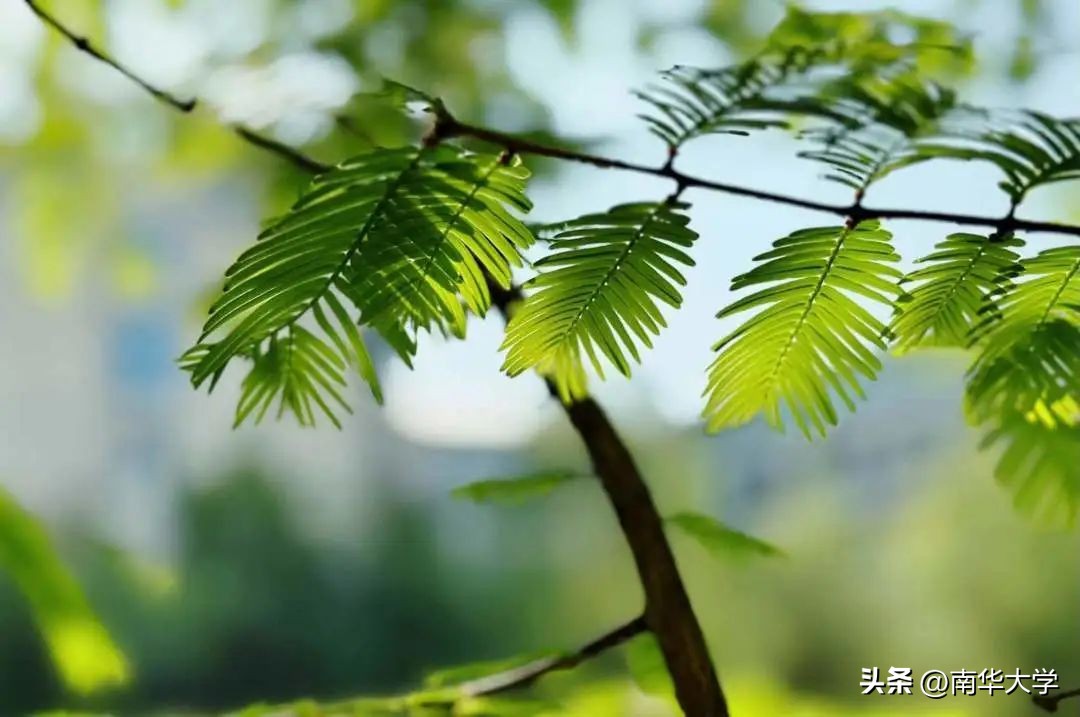 南华大学校花全集,校花南华大学