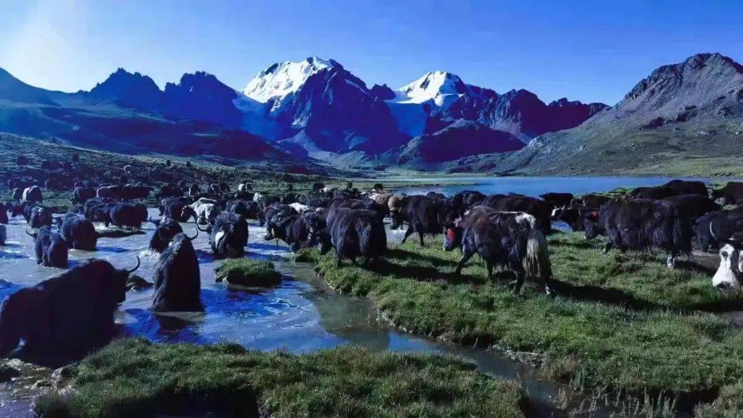 雪山下的梦幻足球场,西藏雪山下的球场