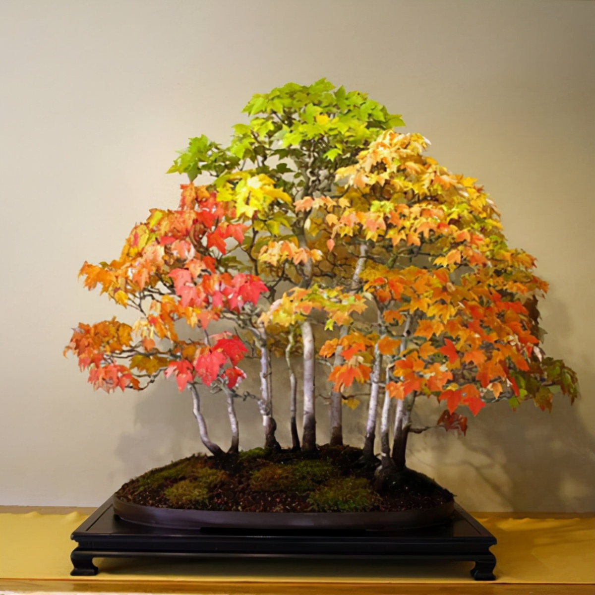 世界上最壮的牛照片,世界最壮的牛图片