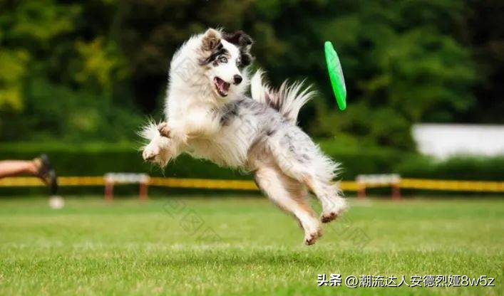 孩子被小动物咬伤后怎么处理,被流浪狗咬伤后正确处理方式