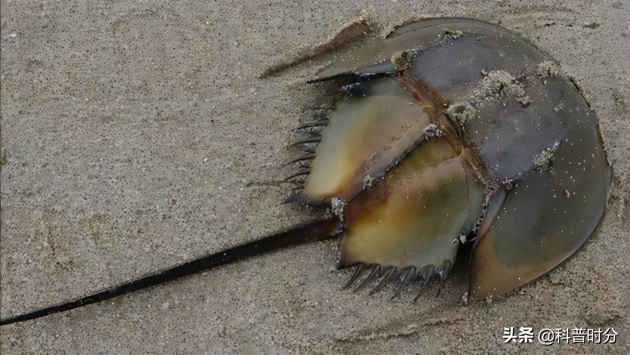 4亿多年蓝色血液引人类陷入绝境,4亿岁生物被疯狂抽血