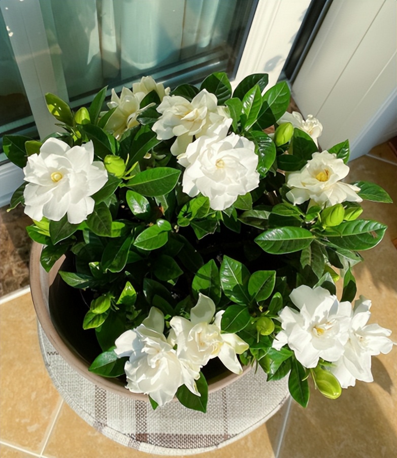 春季养栀子花怎么管理,夏天养爆栀子花的诀窍只需1个字