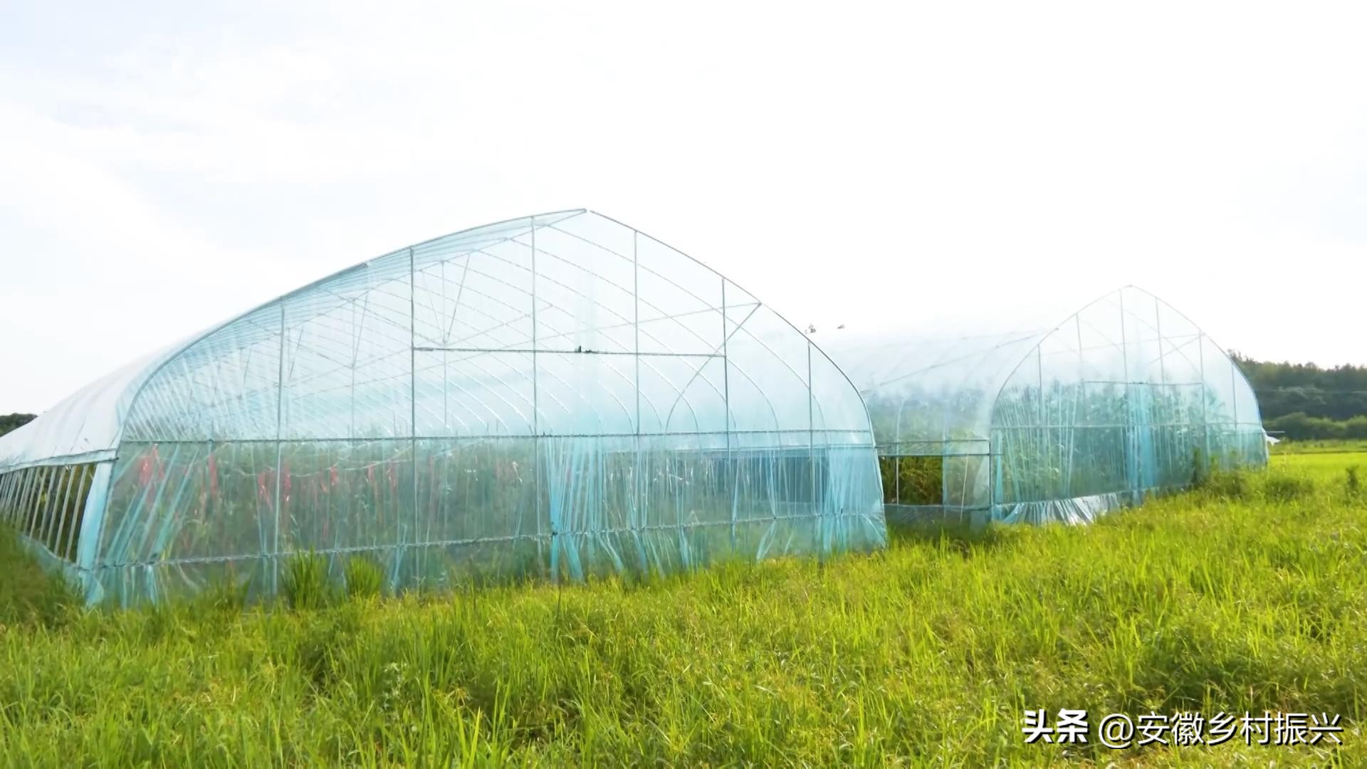 安徽省扶持壮大村级集体经济,发展集体经济助力乡村振兴