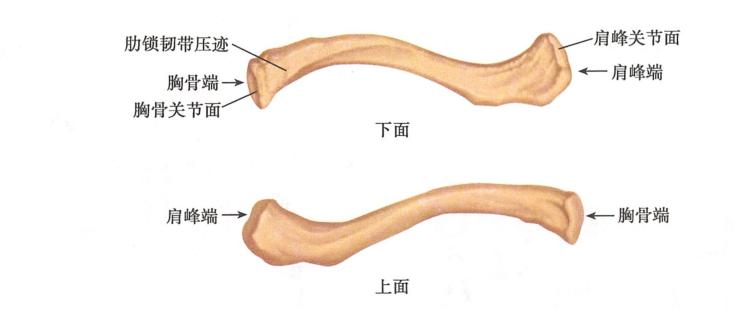 医学笔记资料大全,医学笔记整理