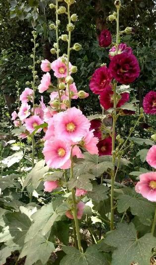 北方庭院常用花卉讲究,适合北方院子花卉哪些最好养