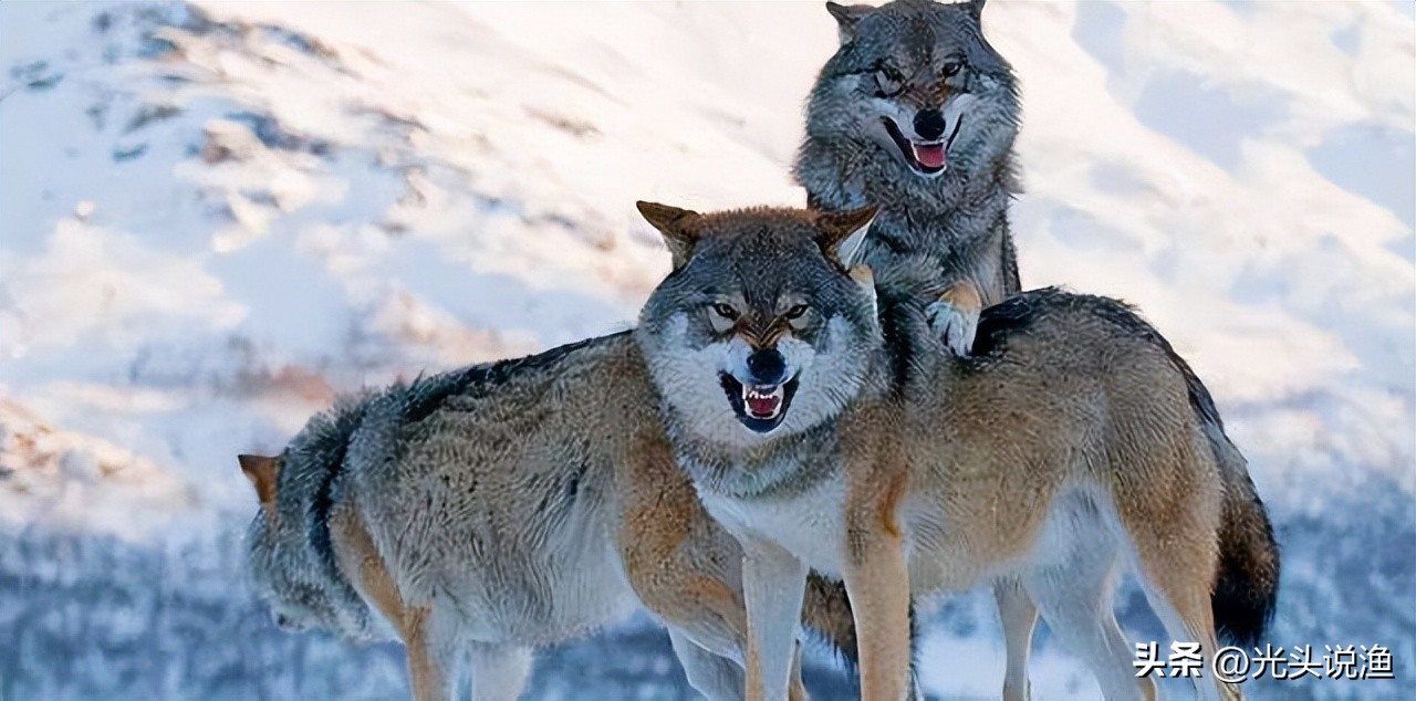 被狼王咬断双腿，终生成为奴隶，狈的一生有多凄惨？
