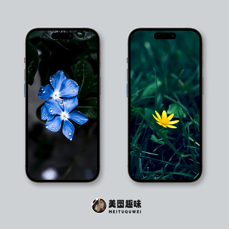 超清黑色花朵全面屏手机壁纸,苹果ios壁纸超清4k全面屏