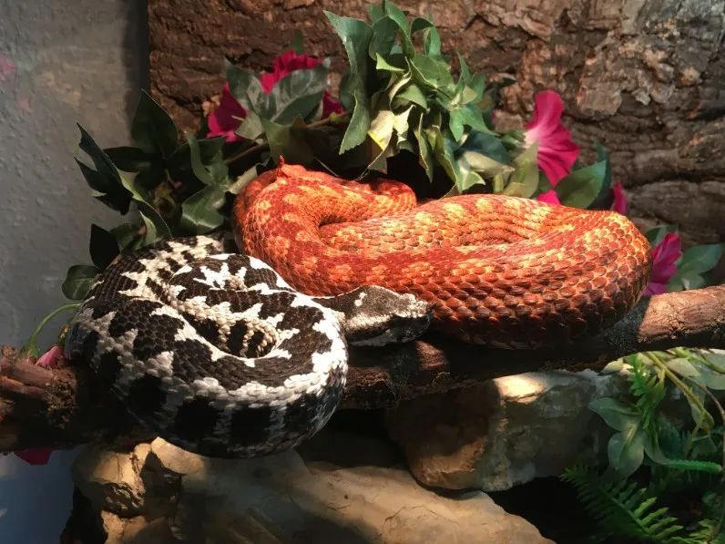 「原来欧洲有这么多种蛇？！」偷师卡塞尔的豢龙大师·下