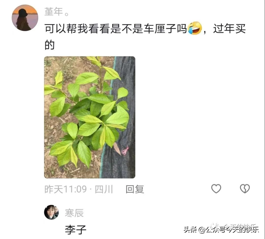 买车厘子树苗搞笑视频,车厘子搞笑段子