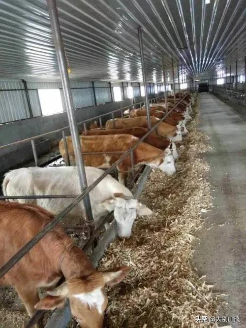 秸秆不能焚烧怎么办,秸秆焚烧问题怎么解决