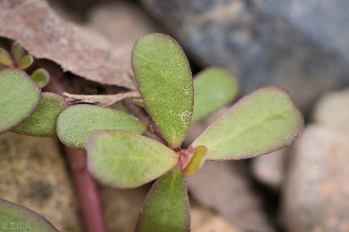 名字很土但很好吃的中国食物,名字不好听但却美味的野菜