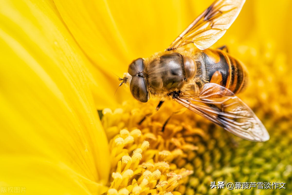 说明文，文艺范，好玩又好看——阿宝老师的“作文经”（二三八）