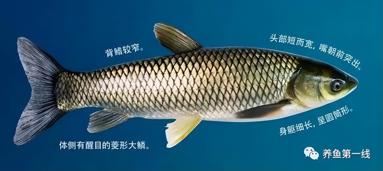 闈掕崏椴㈤硻椴菠鍖哄埆,闈掕崏椴㈤硻椴菠濡備綍鍖哄垎