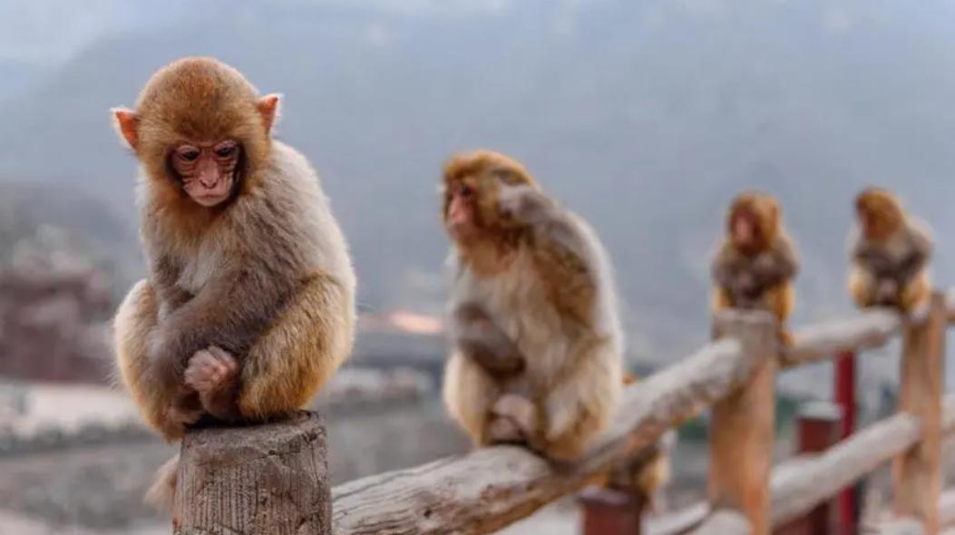 重庆小伙救下一只猕猴,重庆男子救助野生猕猴