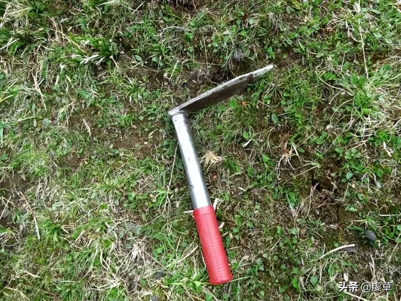 鲜虫草正当季,鲜虫草采收