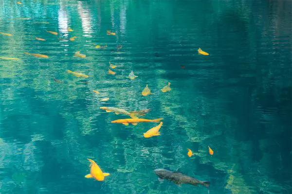 带香味的鱼,柴油味的鱼有什么危害