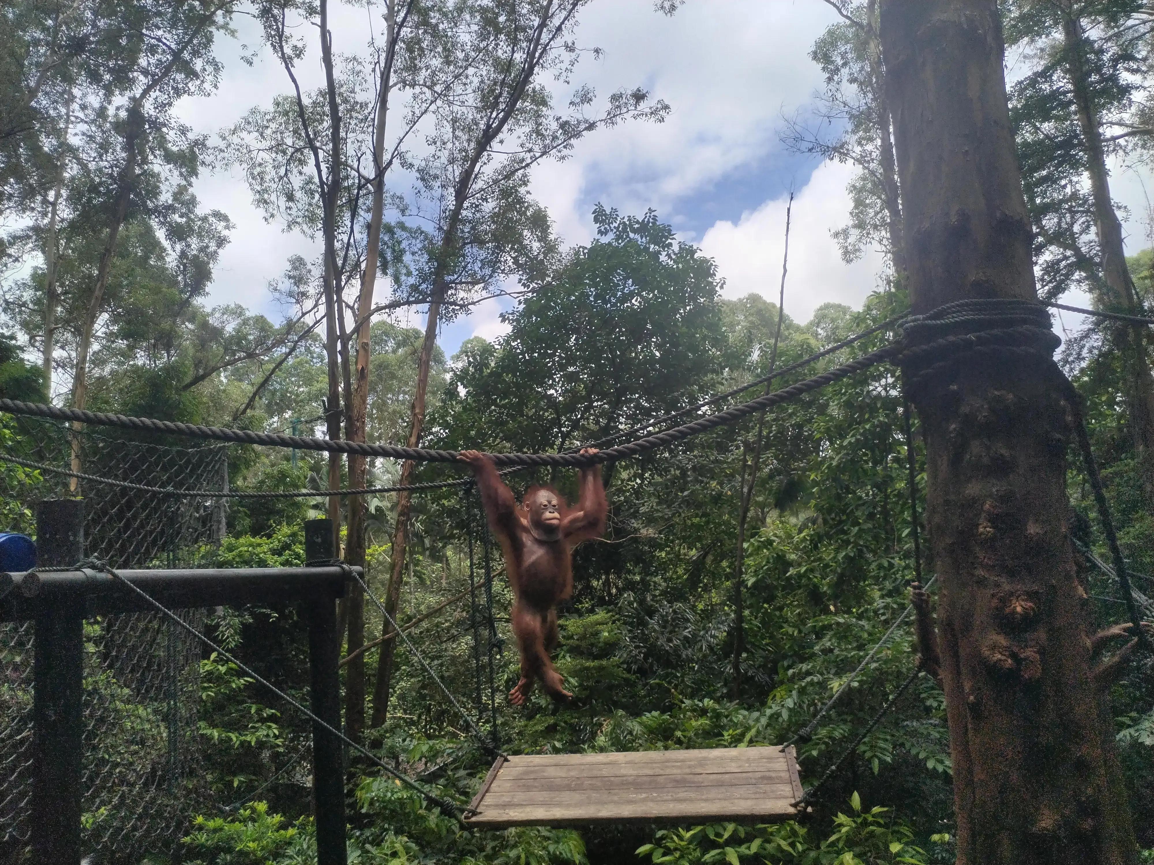 广州长隆野生动物世界景点图片,游广州长隆野生动物世界游记