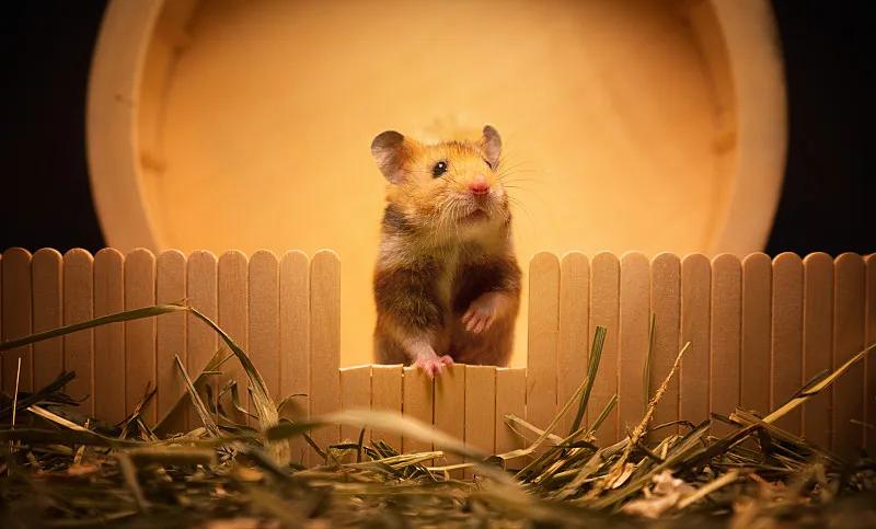 素食宠物食品,素食宠物零食有哪些品种