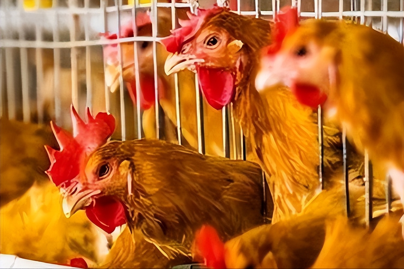 绿壳蛋鸡的养殖全过程,绿壳蛋鸡的正确养殖方法