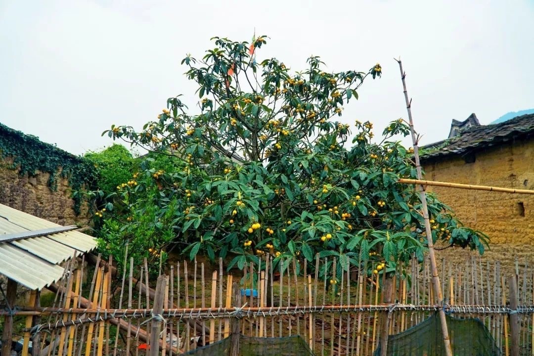 适合家庭院子种植的大型果树,适合阳台种植的果树结果多