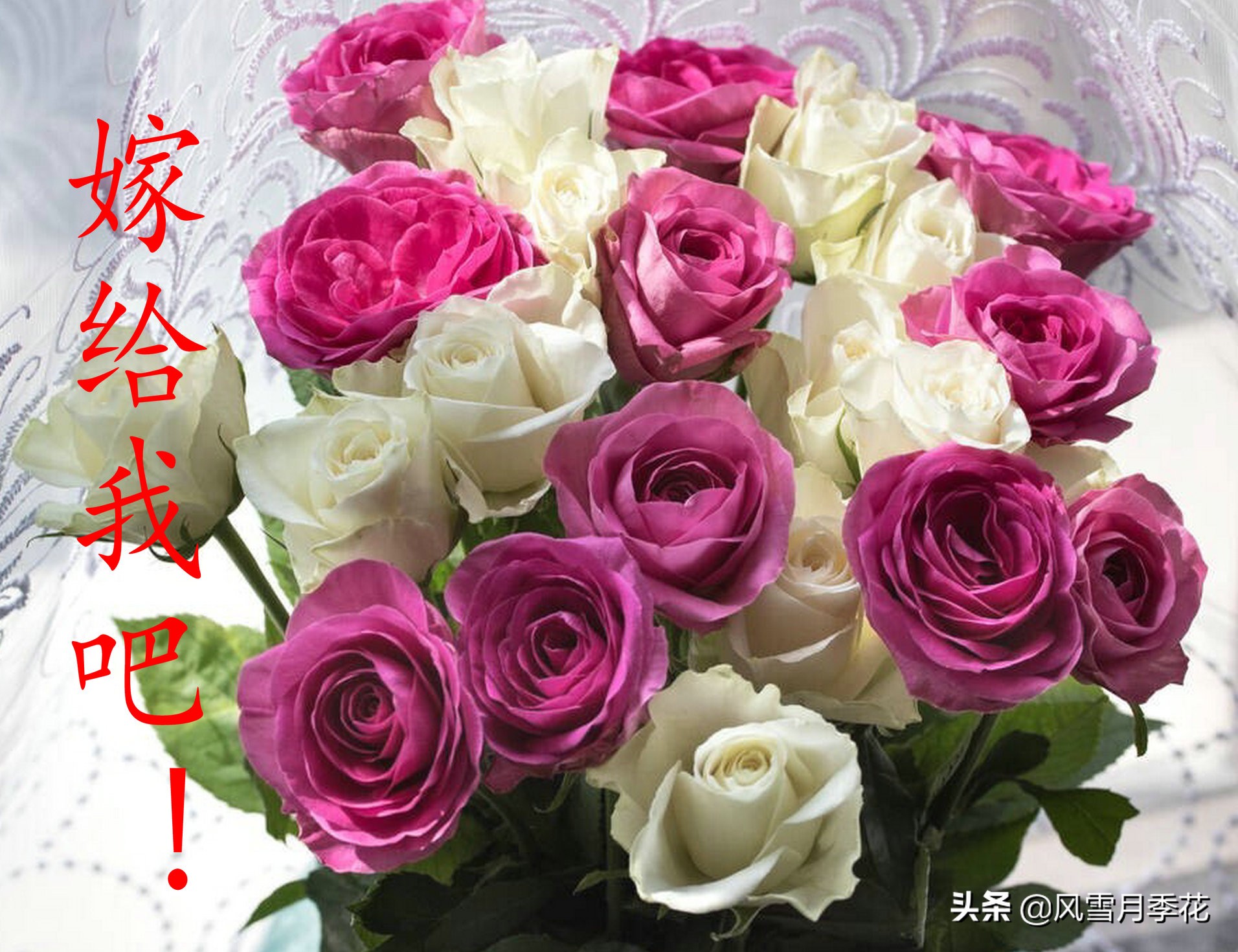 金蝉的品种的叫声,金蝉怎么鸣叫